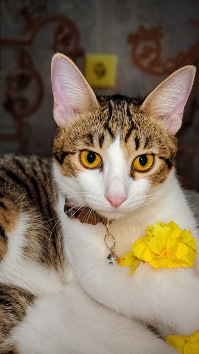 Красивые котята ищут дом