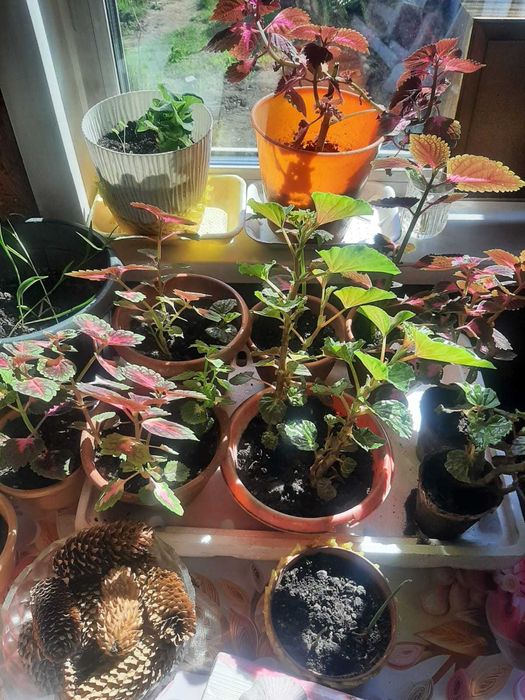 Продам комнатные цветы (колиус, бегония)