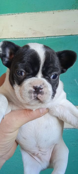 Французский бульдог