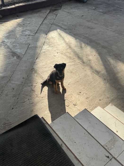 Овчарка 2 месяца с документом