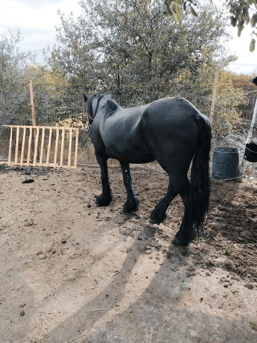 Iapa Frizian de 7 ani acte de Romania gestanta de 5 luni montata cu armasar Frizian cu pedigree și acte de Olanda merge la căruță și la calarie