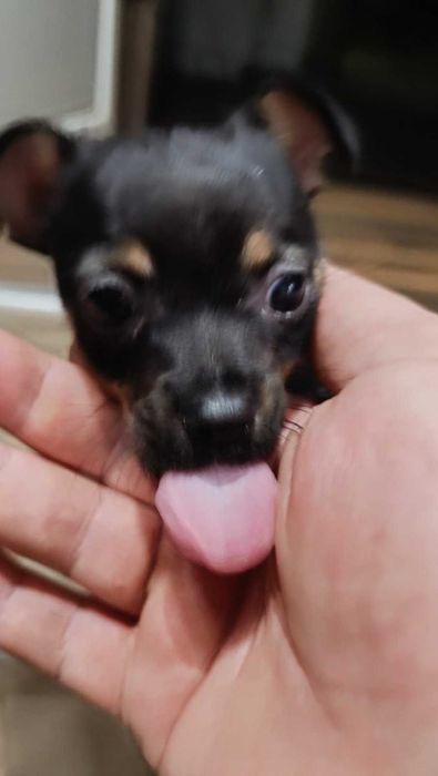 Продавам мини пинчер