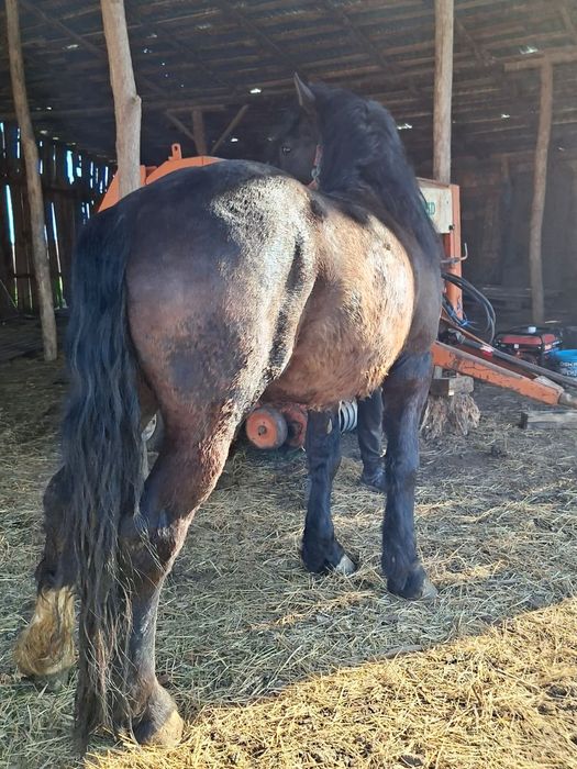 Vând armăsar de 4 ani