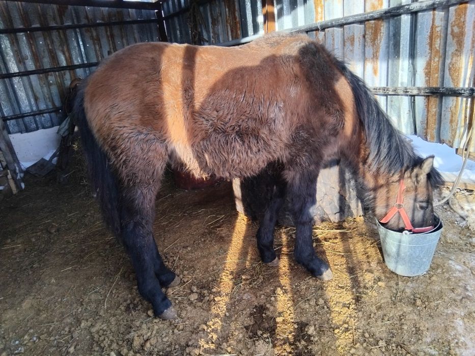 Жабағы сатылады бағасы 250000