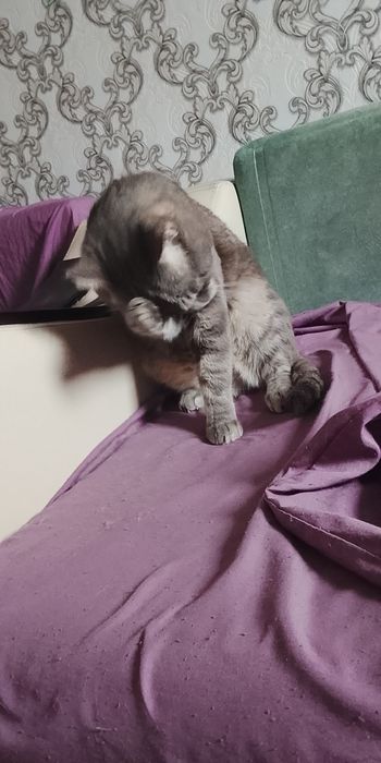 Отдам кота в хорошие руки