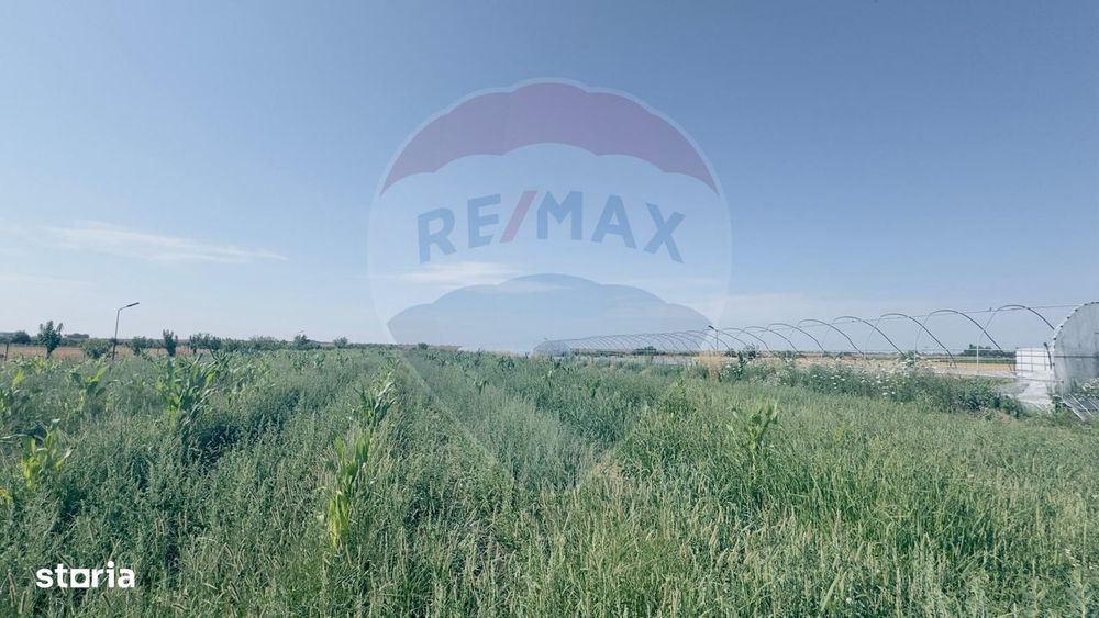 Teren agricol 16.750mp în Cârcea, imprejmuit, cultura capsuni, solarii