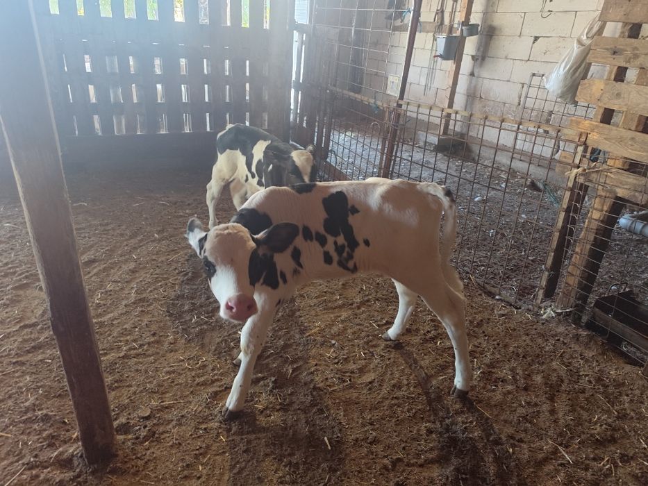 Vitei   Holstein