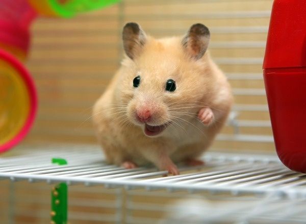 Сирийский хомяк: озорной зверек с золотым окрасом Крупный  породы