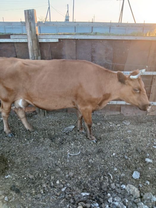 Продам 3 коровы