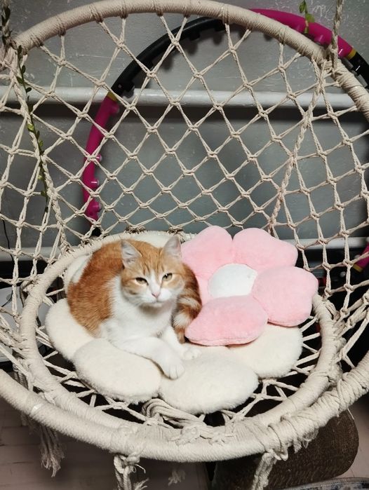 Кисы в добрые ручки