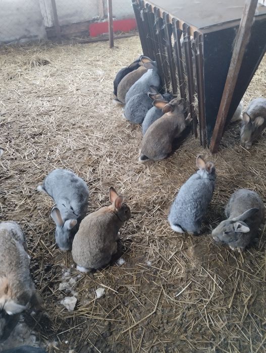 Крольчихи бабочки