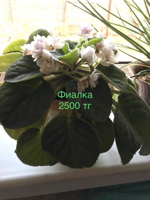 Продам комнатные растения. Очень много видов