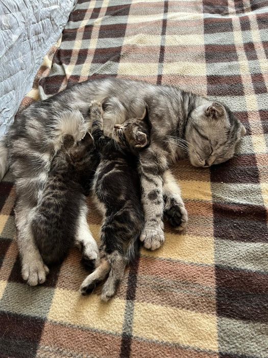 Породистые котята