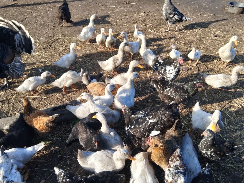 Утки молодняк, продам