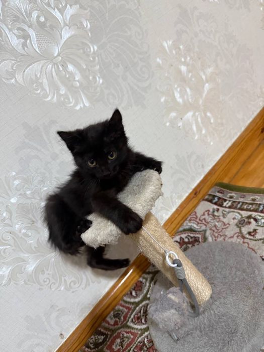 Отдам в добрые руки мальчики