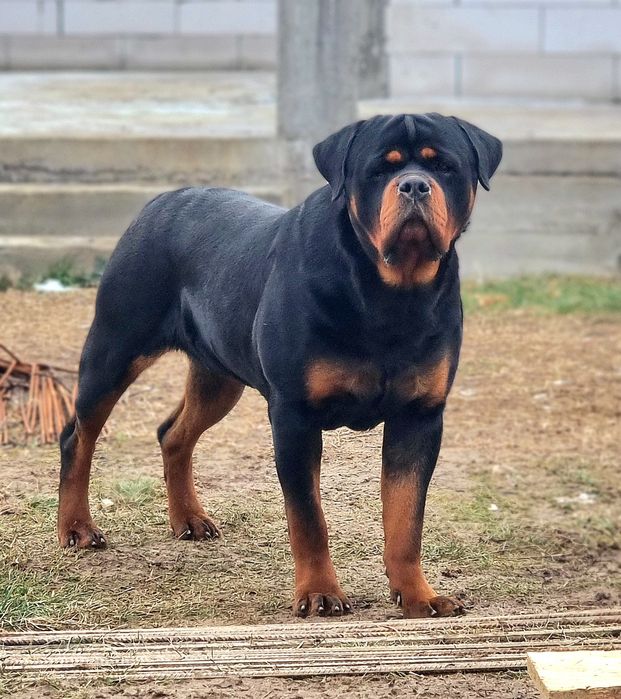 Pui Rottweiler cu pedigree