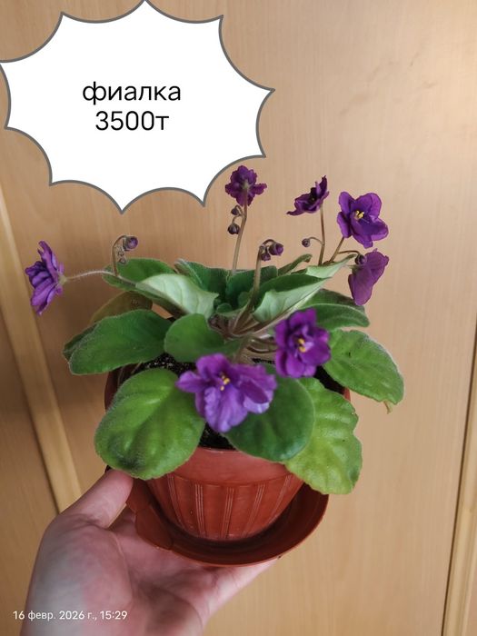 Продам Комнатные Цветы