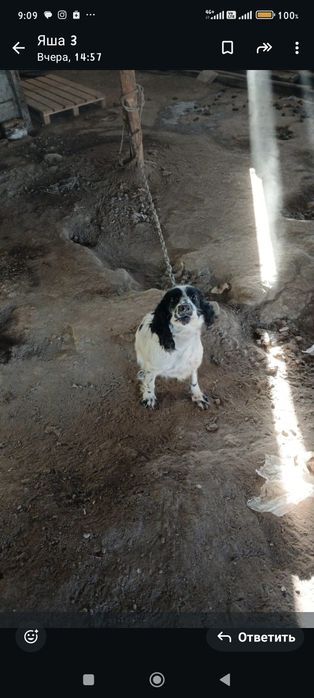 Продам спаниель 2 года рабочая