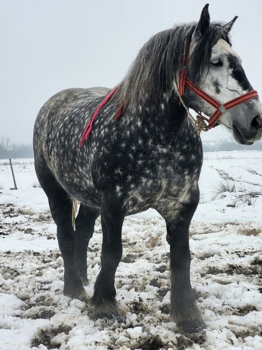 Iapa grea 6 ani sau schimb