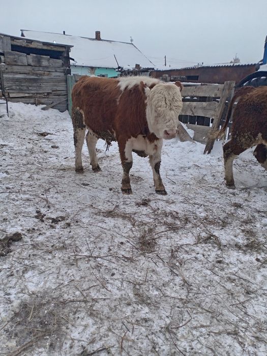 Продам быка на племя.