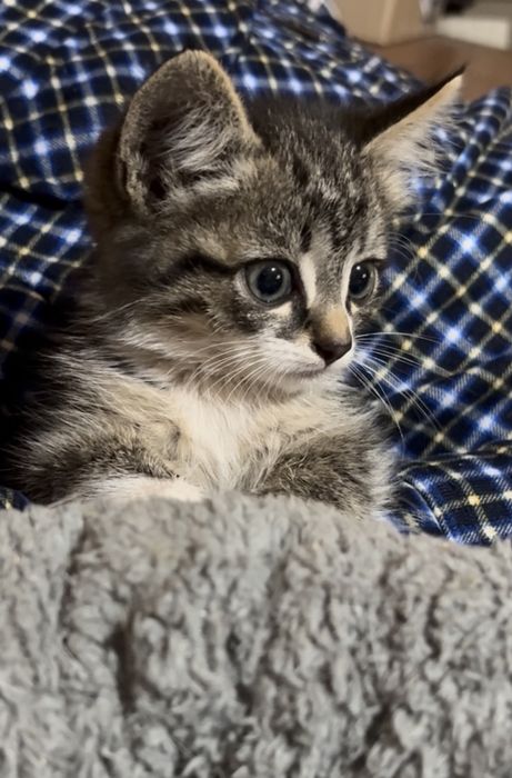 Котята 2,5 месяца мальчики и девочки