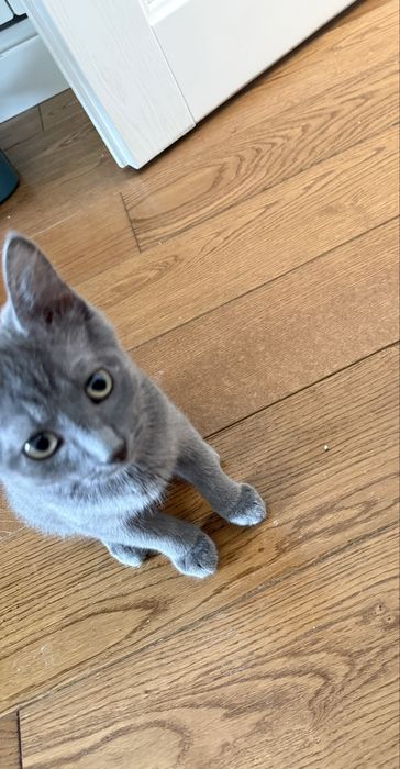 Котик 3 мес , мальчик абсолютно серый!