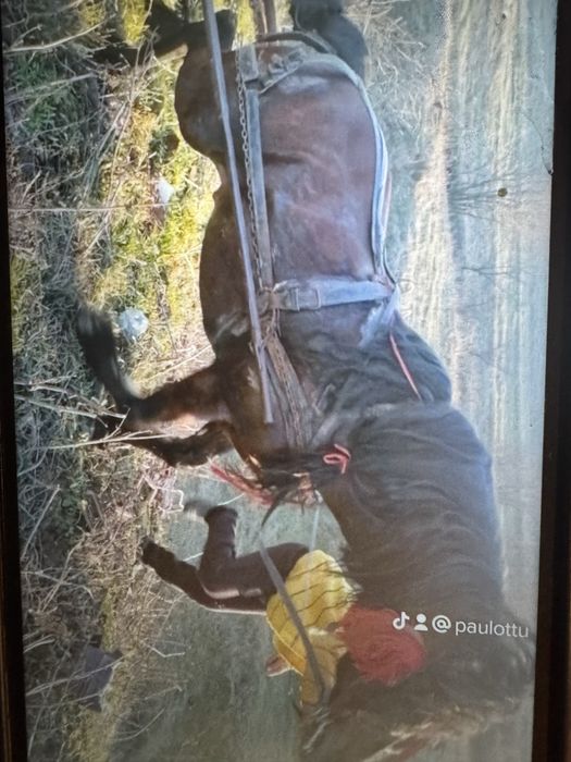 Vand iapa si armasar