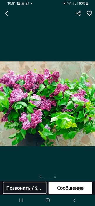 Продам свежие сирени