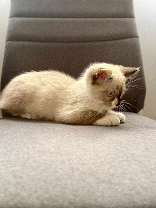 Отдам котёнка в добрые руки