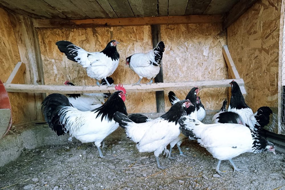 Familie găini lakenvelder 1+6