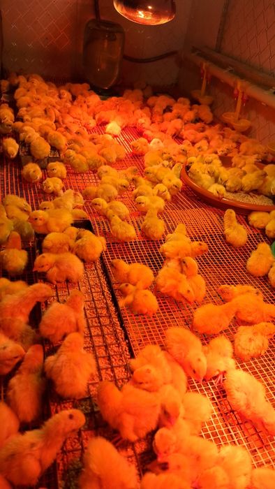 Инкубационное яйцо перепелов.