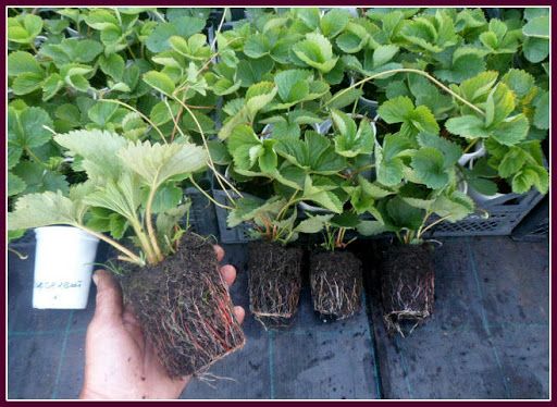 Қулупнай кўчатлари. кассеталарда торфга экилган, Саженцы клубники.