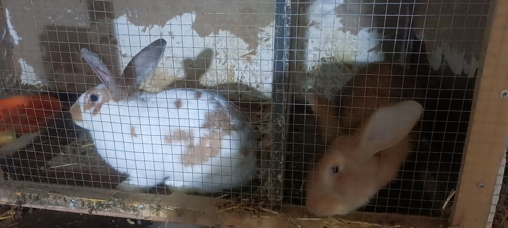 Продам кроликов 80000 сум за 1 кг