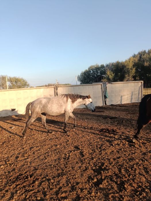 Продам лошадей возраст 4-5