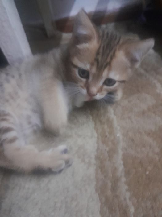 Котята)милые..шустрые