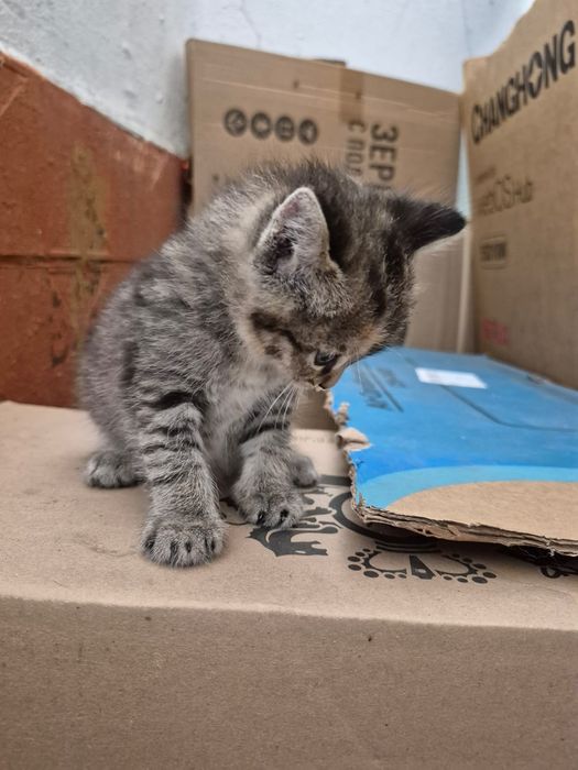 Котенок ищет дом