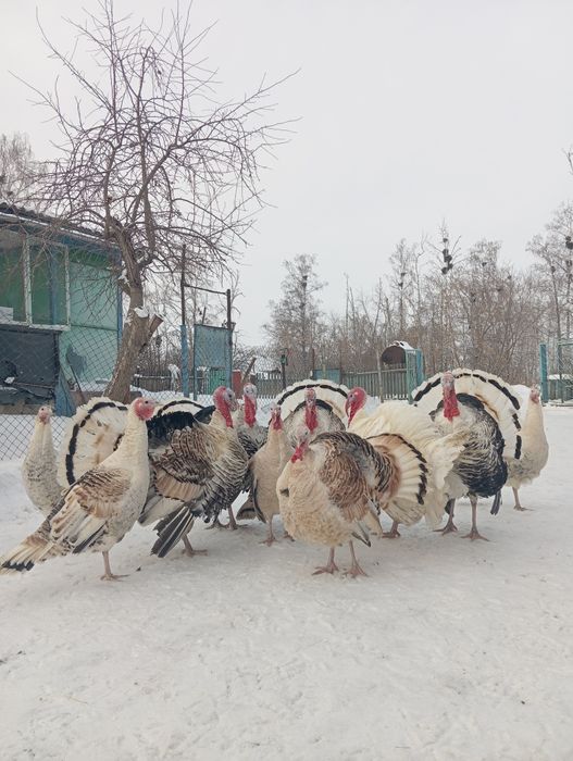 Продам индюков самцы