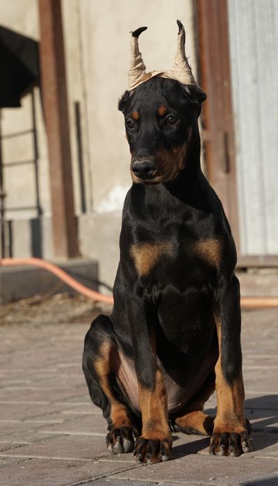 Продаются щенки добермана