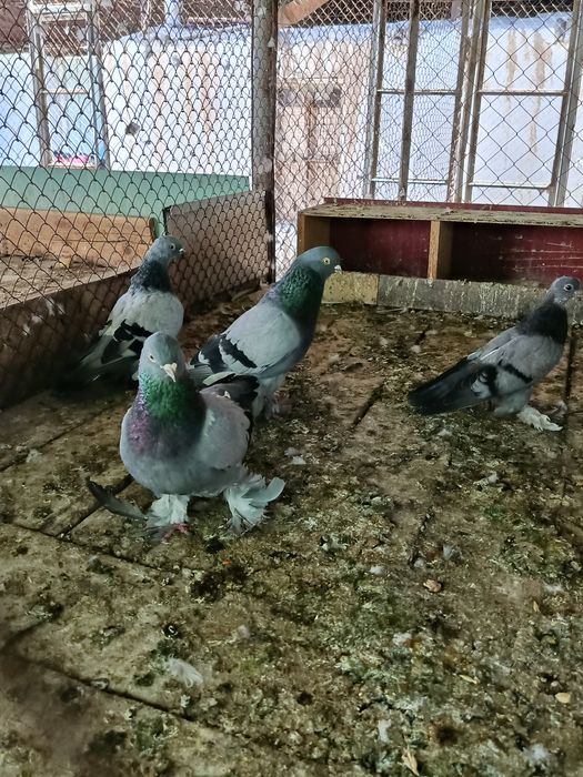 Продам голубей разных пород