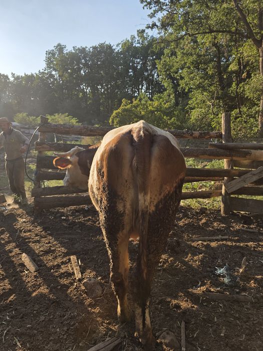 Vaca gestanta (juninca la prima fatare) rasa  baltata romaneasca