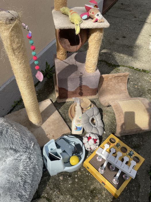 Accesorii pentru pisici