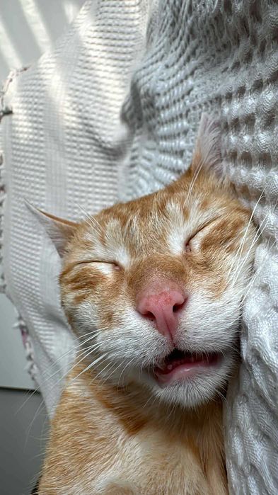 Коте Лъчко отново търси дом