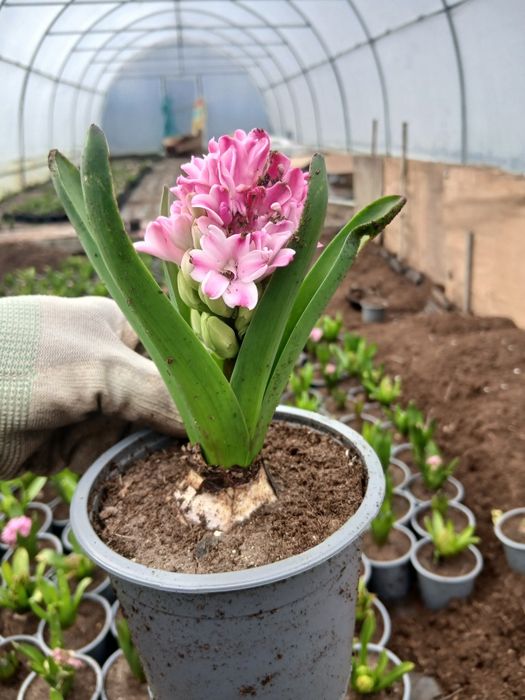 Vand zambile la 10 ron