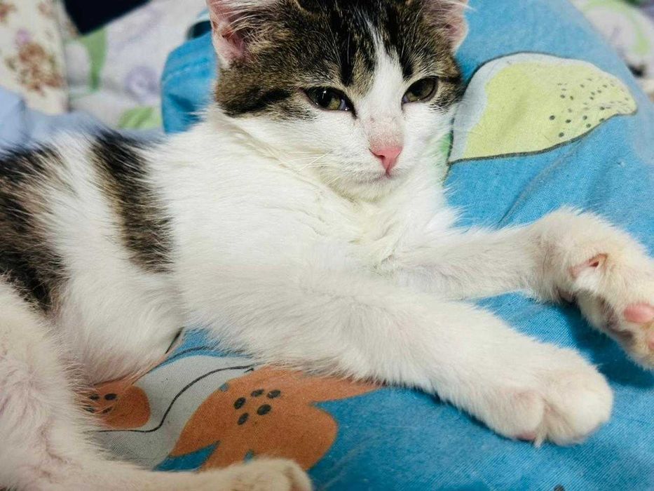 Ищем любящих хозяев с дальнейшим прослеживанием