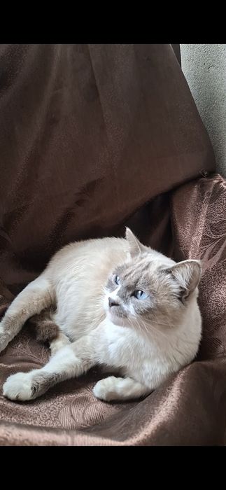 СРОЧНО! Кошка Сиамской породы беременная