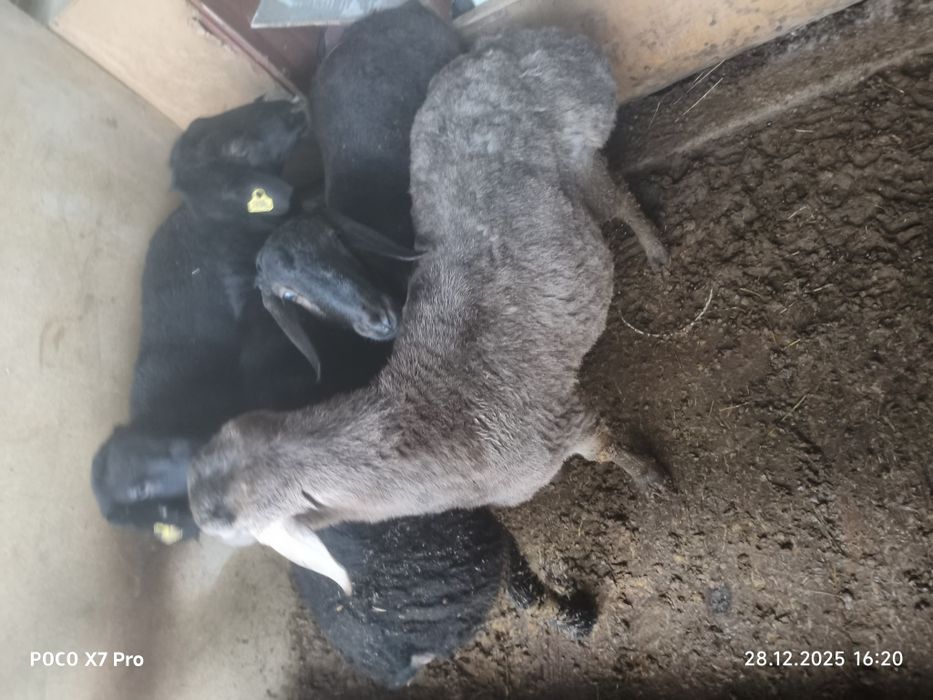 Кошкар сатылады 4 бас