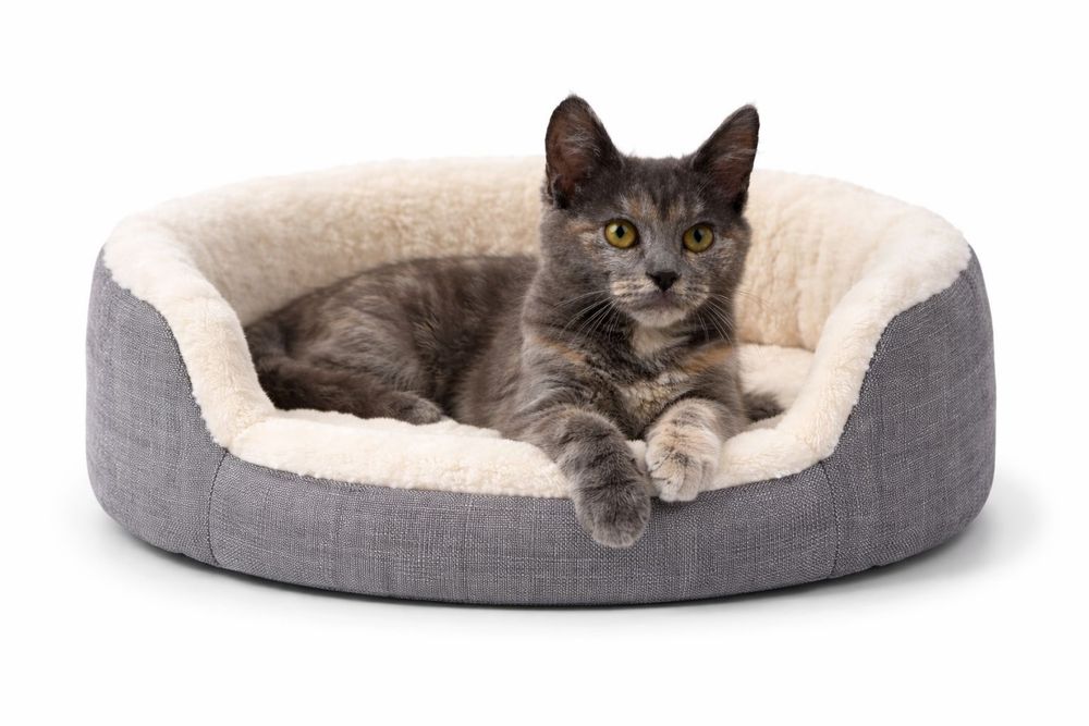 Кошечка Василиса ищет семью!