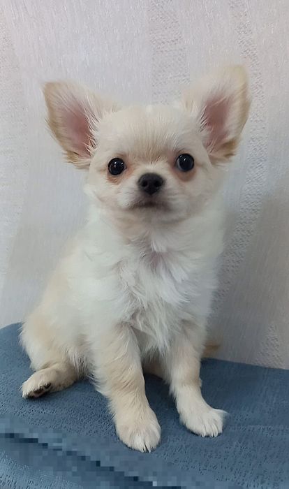 Чихуахуа кобель длинношерстный