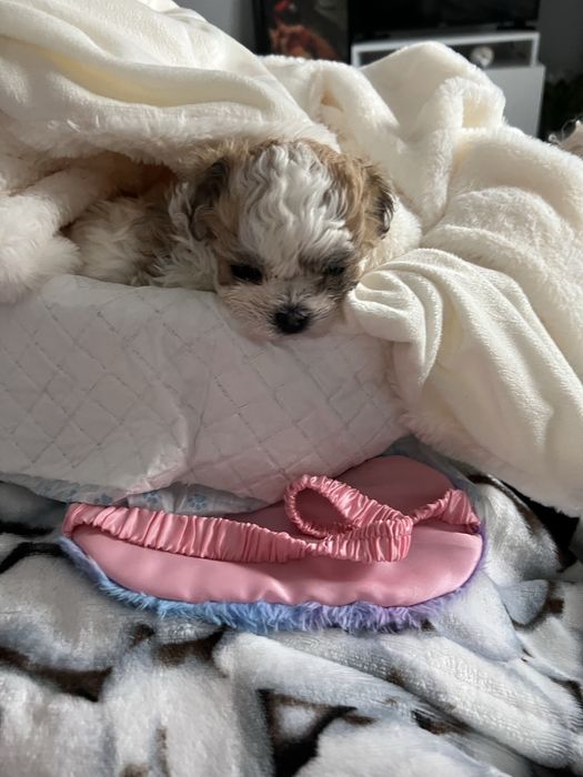 Vand pui de shih tzu