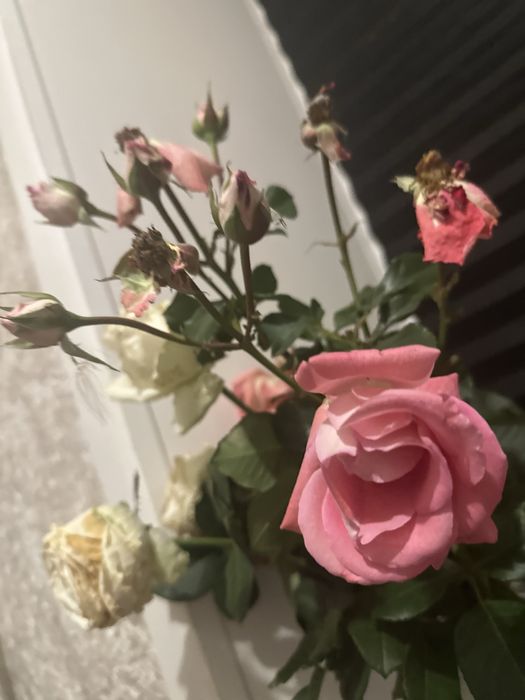 Возьму комнатные цветы